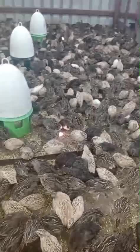 سمان حجم كبير - 1