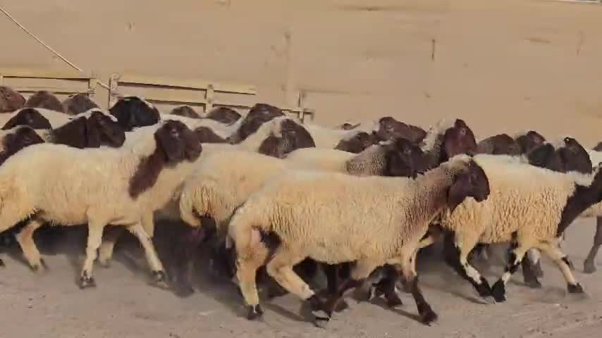 للبيع رخال سوريات صنف - 1