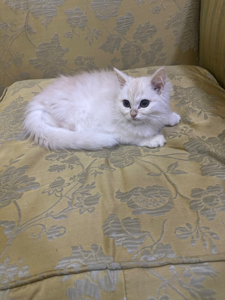 Persian kitten - 2