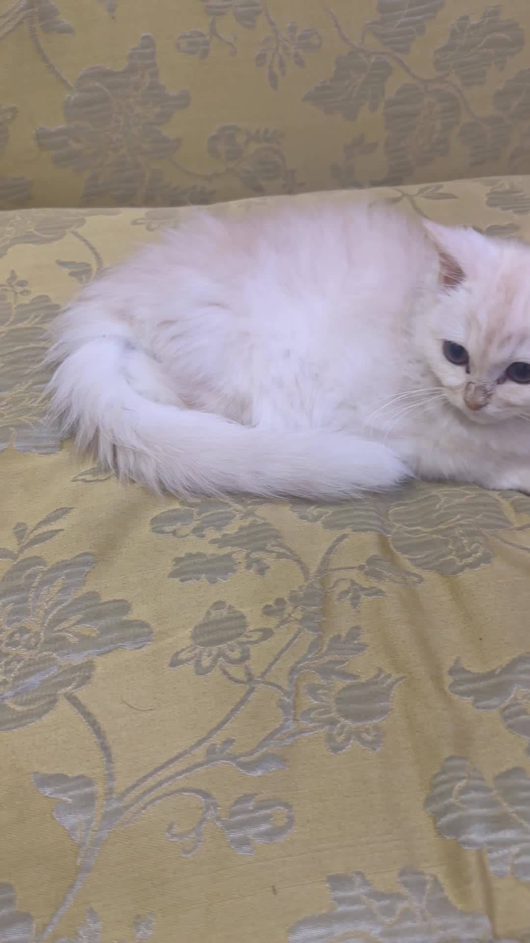 Persian kitten - 4