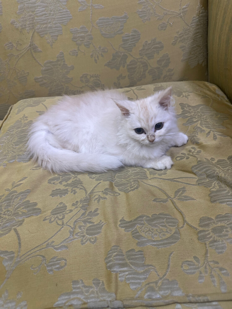 Persian kitten - 3
