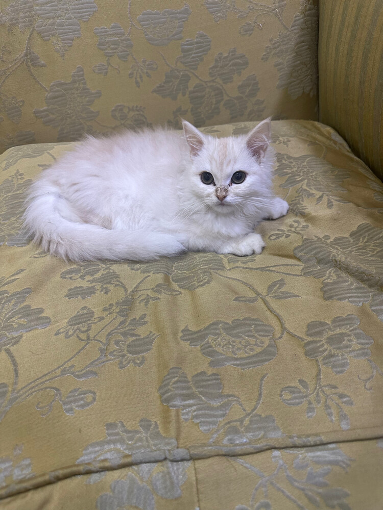 Persian kitten - 1