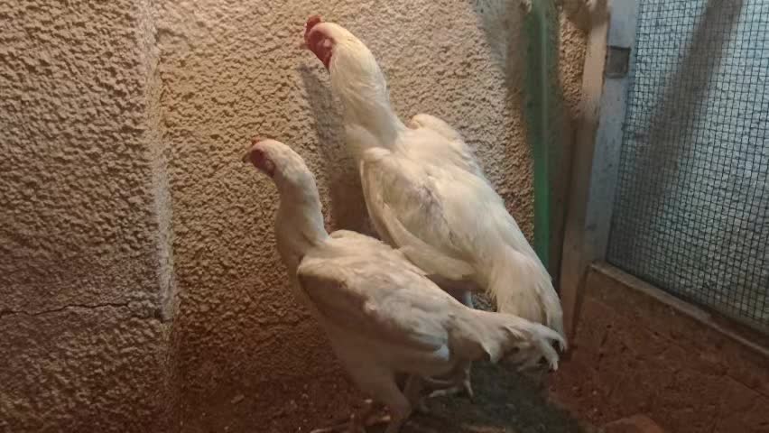 زوج من طيور الشامو البيضاء الألما - 1