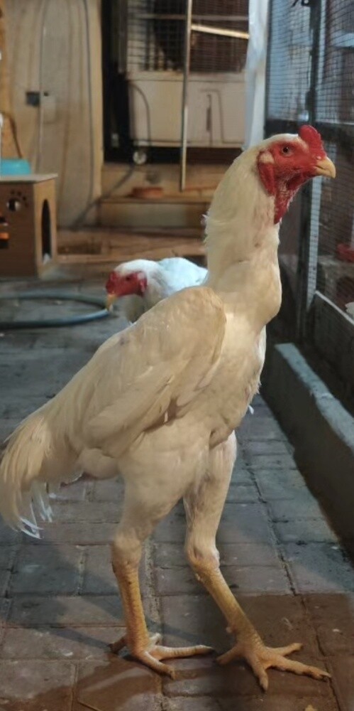 زوج من طيور الشامو البيضاء الألما - 3