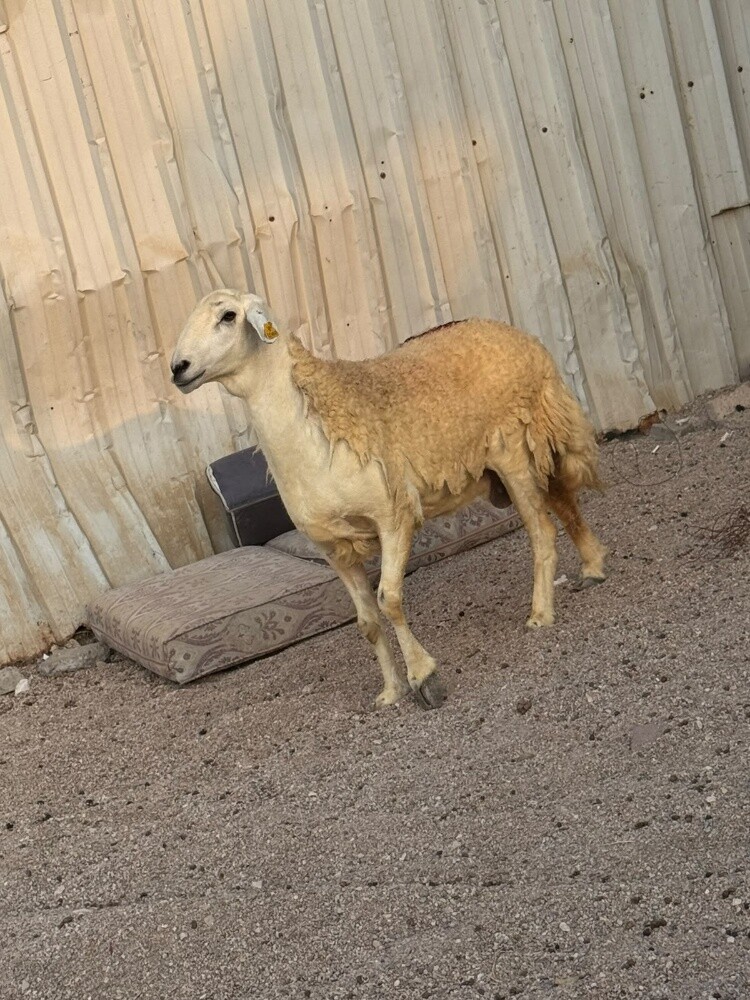 للبيع شاه حبصيه دفيع شرط - 2