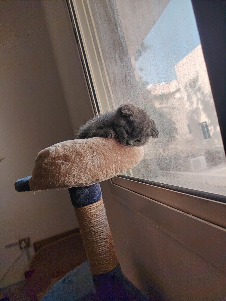 Scottish fold kittens - 6