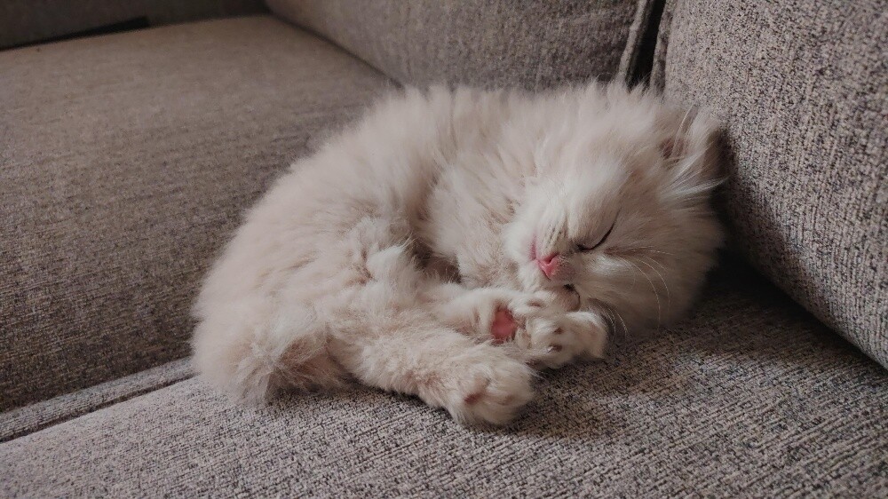 Scottish fold kittens - 5