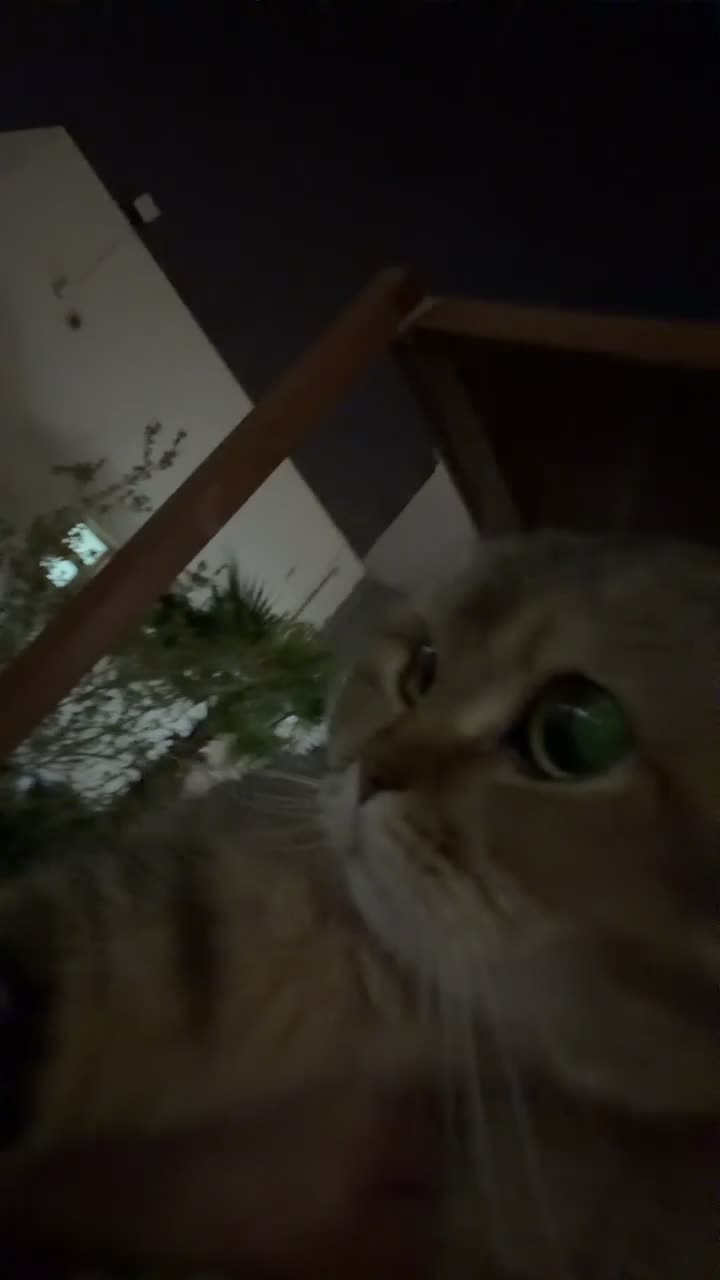 لولو  - 3