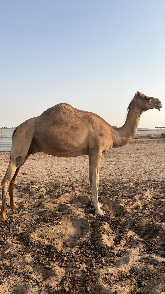 بنت القحيدي  - 2