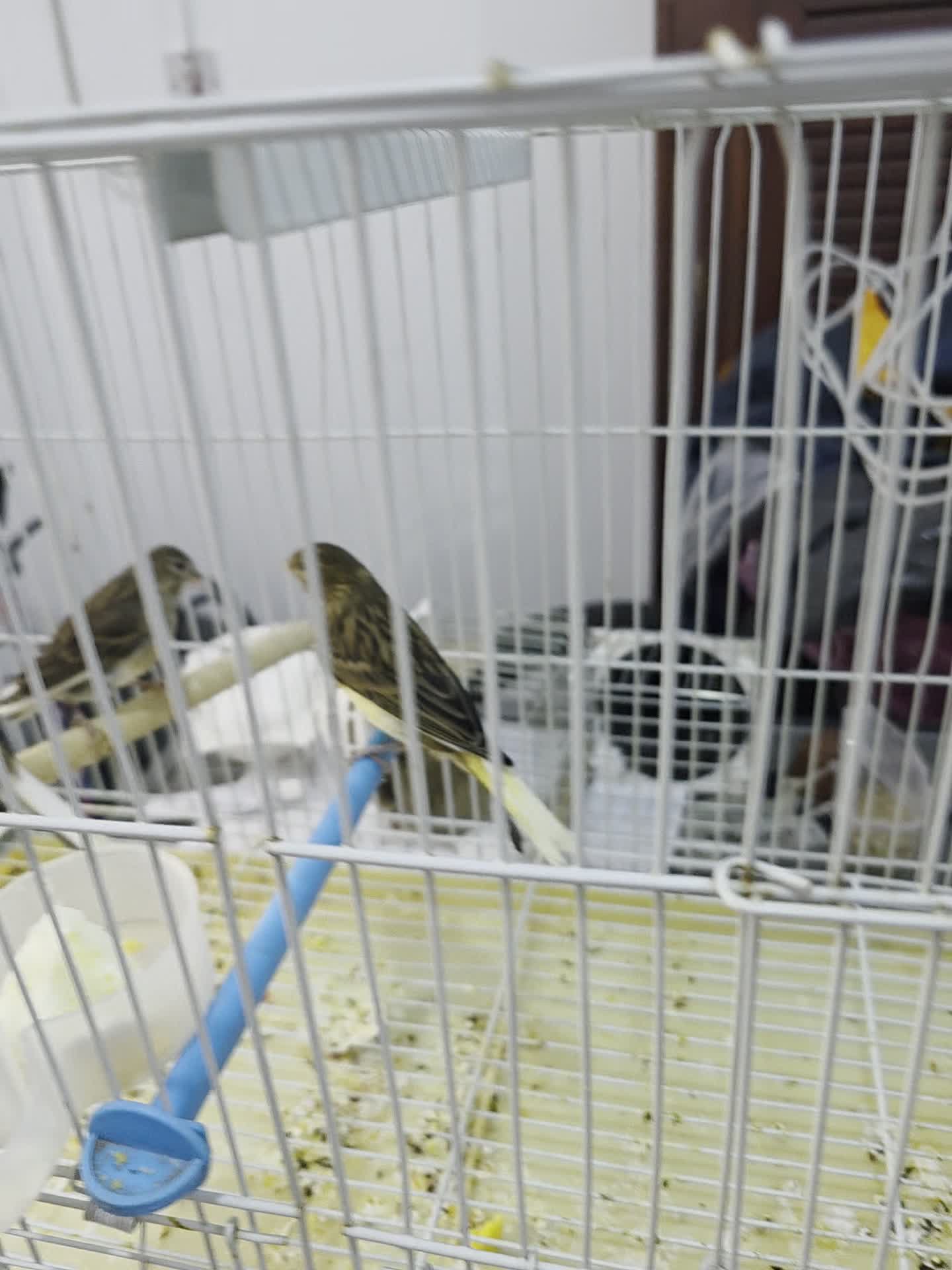 Canary Mix - 1