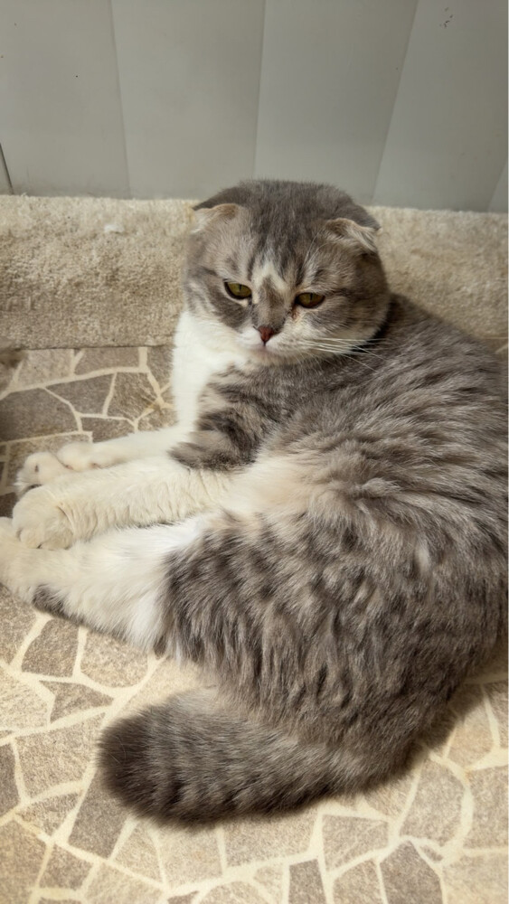 cats for adoption  - 1