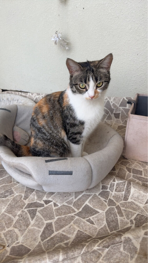 cats for adoption  - 3