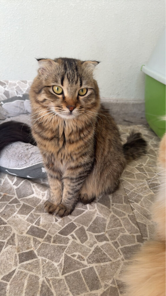 cats for adoption  - 4