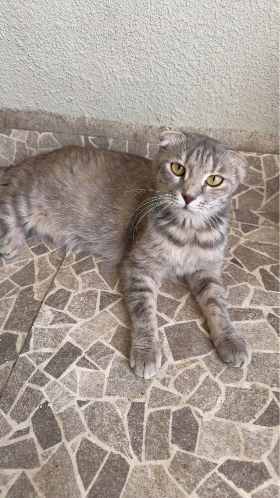 cats for adoption  - 2