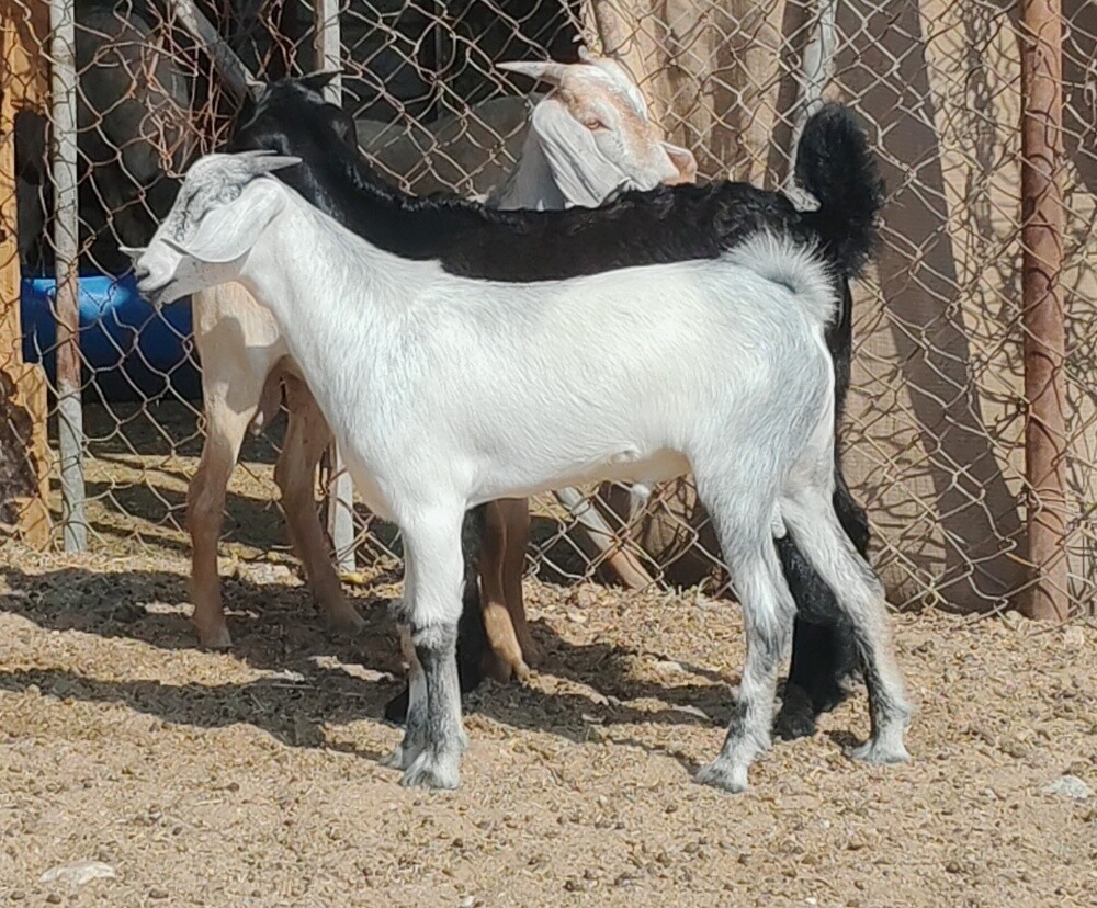 للبيع تيوس زبايح سمان فل - 3