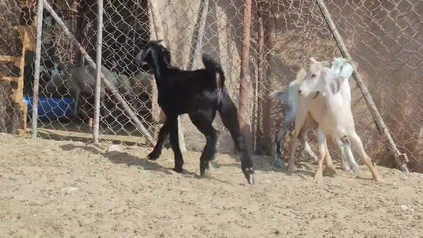 للبيع تيوس زبايح سمان فل - 4