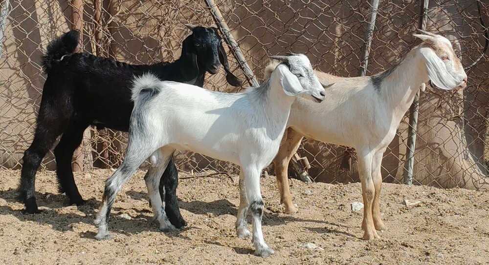 للبيع تيوس زبايح سمان فل - 1