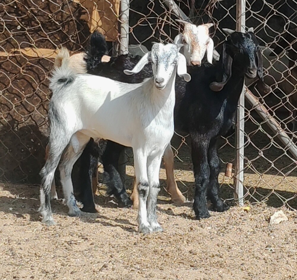 للبيع تيوس زبايح سمان فل - 2