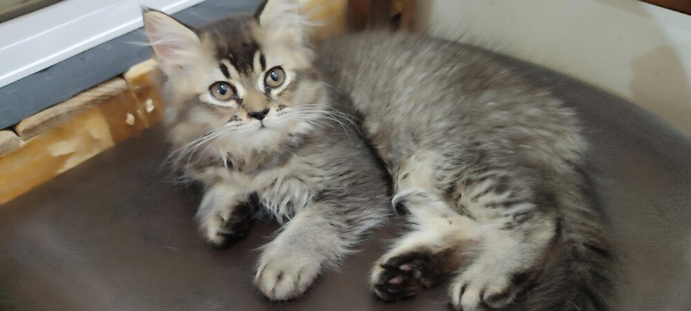 1 Persian 1 British shorthair - 1