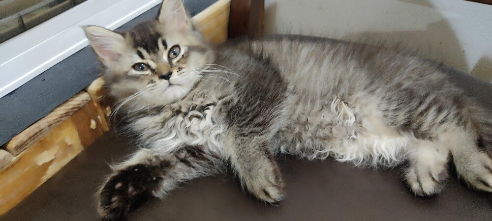 1 Persian 1 British shorthair - 2