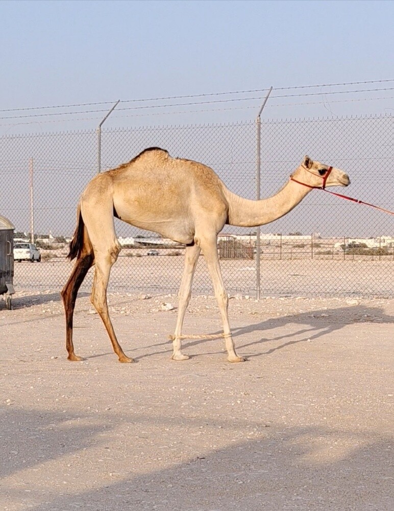 بكره لقيه طيبه - 1