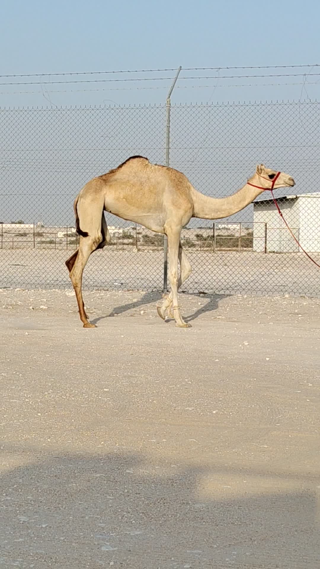 بكره لقيه طيبه - 2