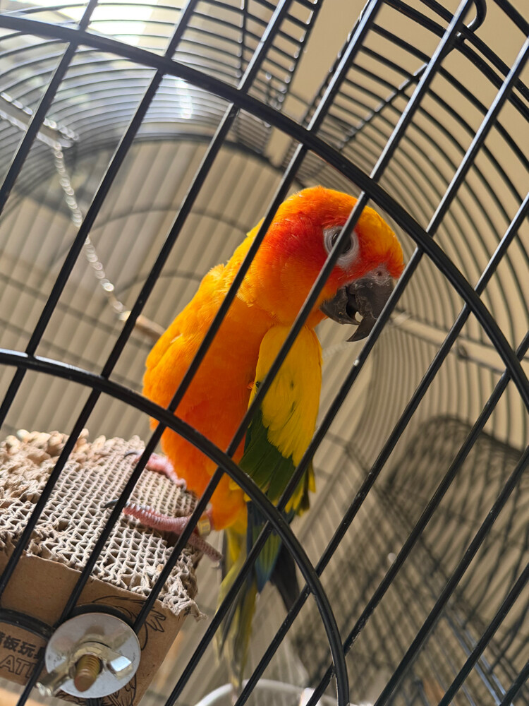 Sun Conure - 2