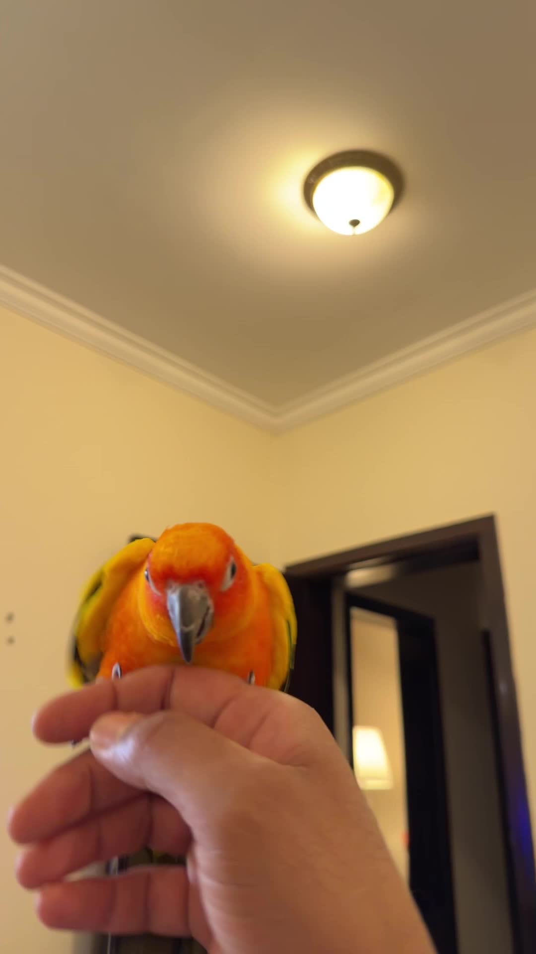 Sun Conure - 3