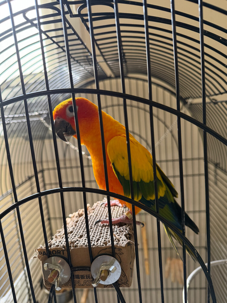 Sun Conure - 1
