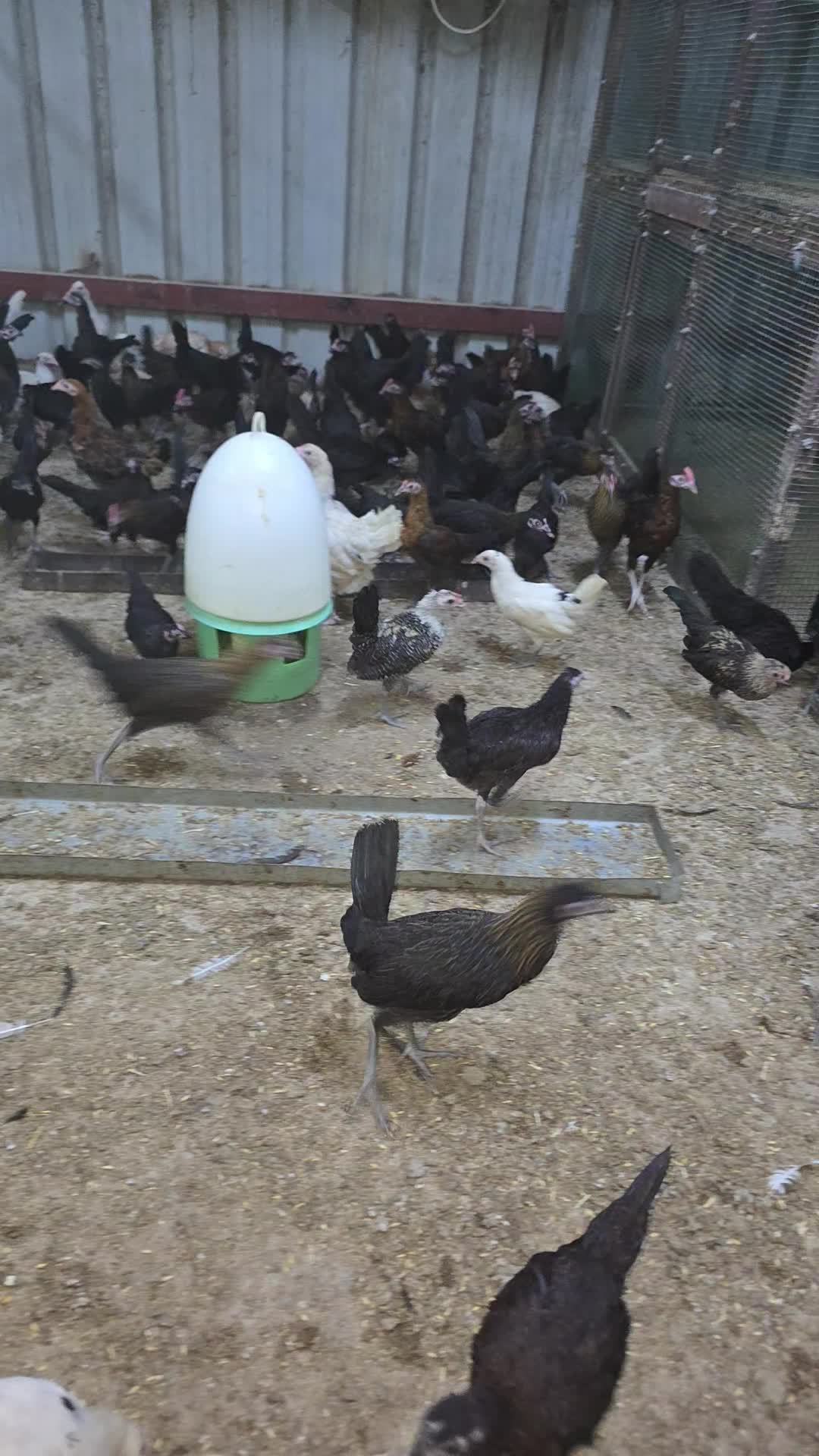 chicken - 1