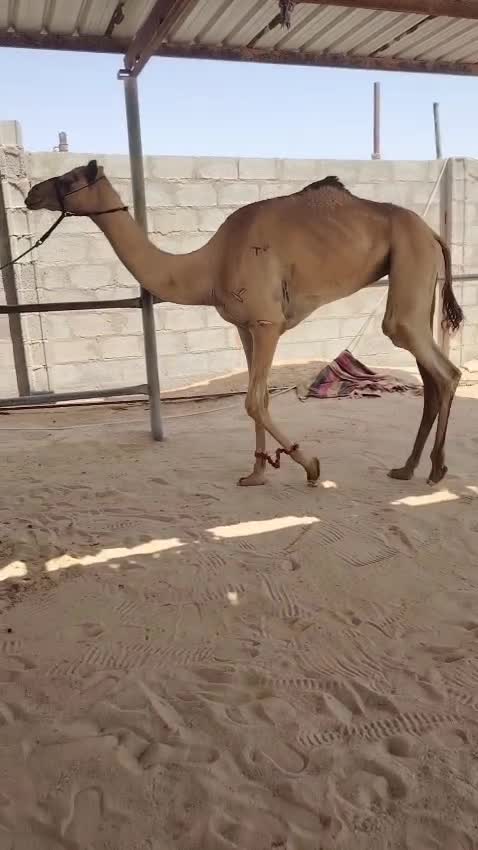 بكره لقيه الاب ولد شاهين  دغاش - 1