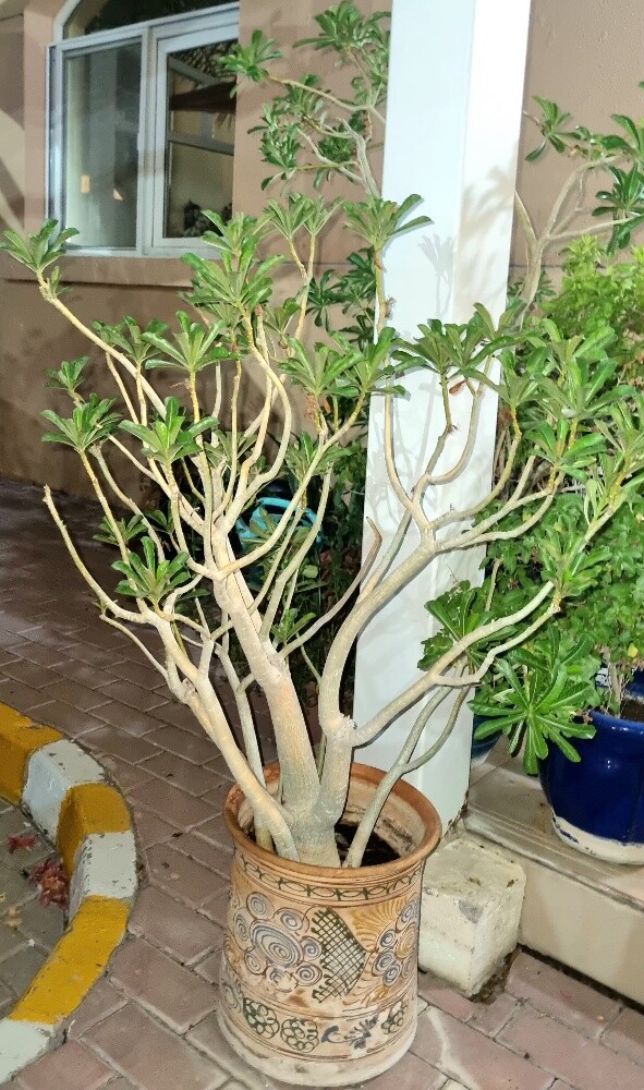DESERT ROSE PLANT - 1