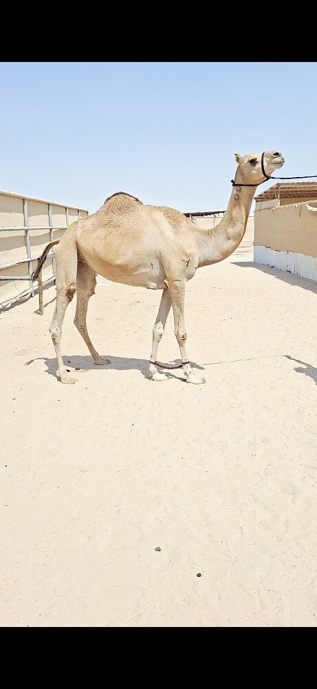بنت الوسمي - 1
