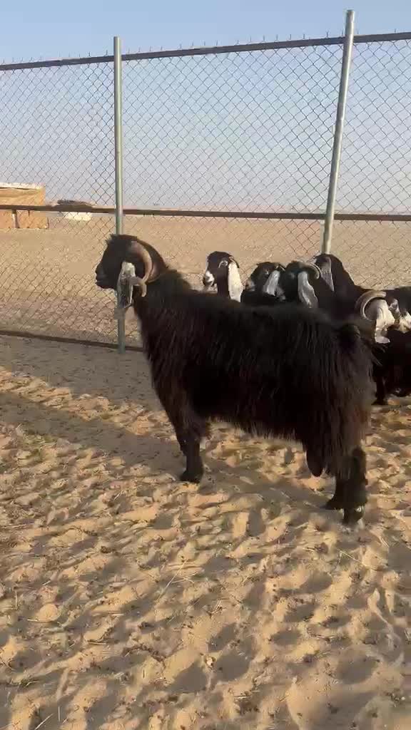 معزه عوارض - 1