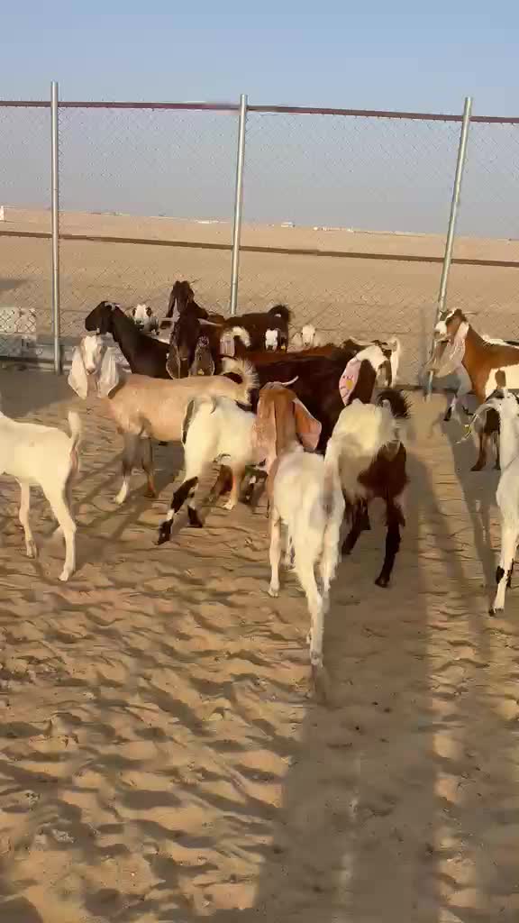 معزه مشاريك - 1