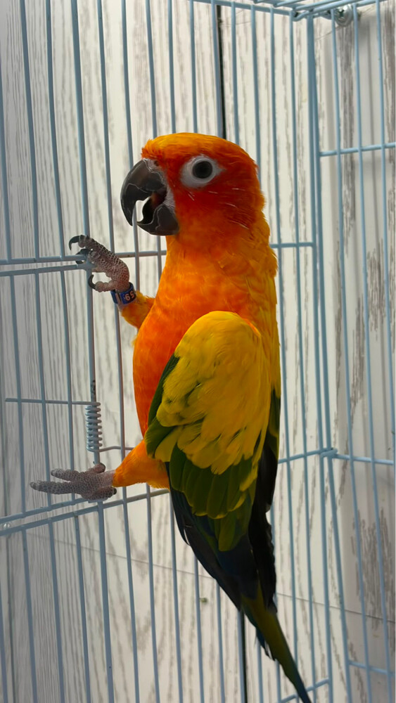 Sun Conure  - 3