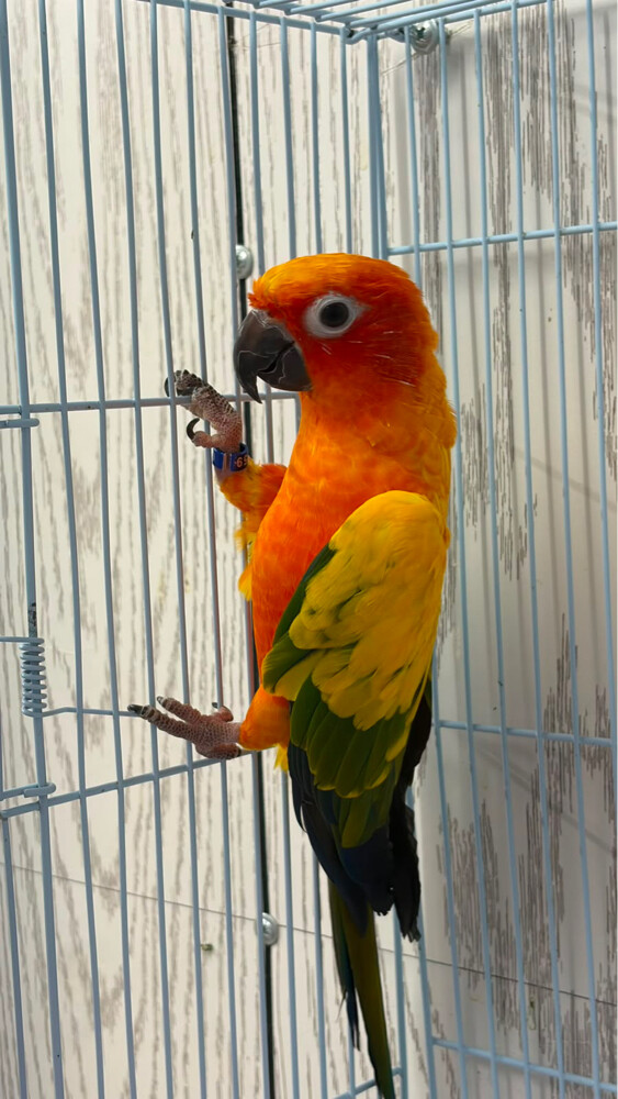 Sun Conure  - 2