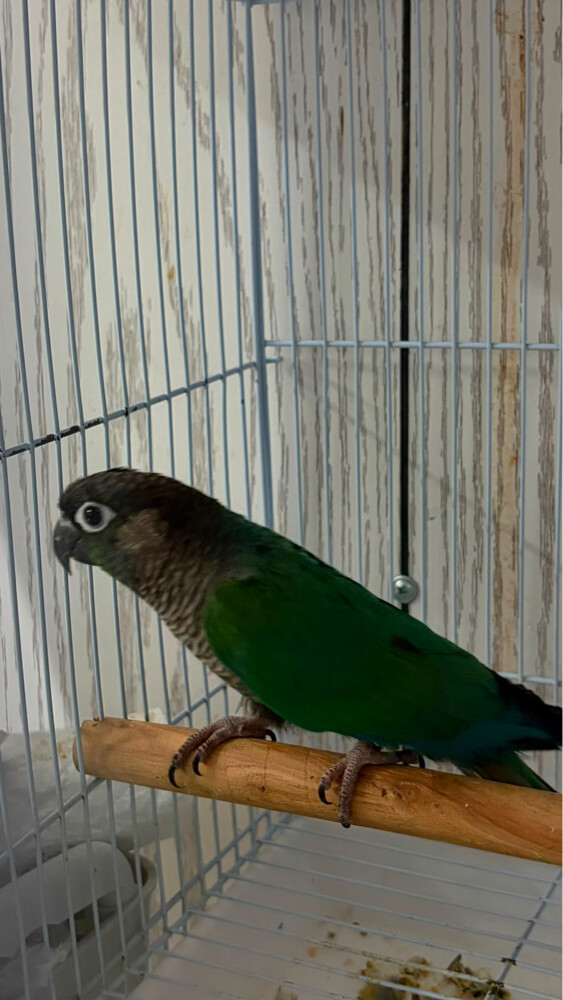 Turquoise Cheeck Conure  - 2