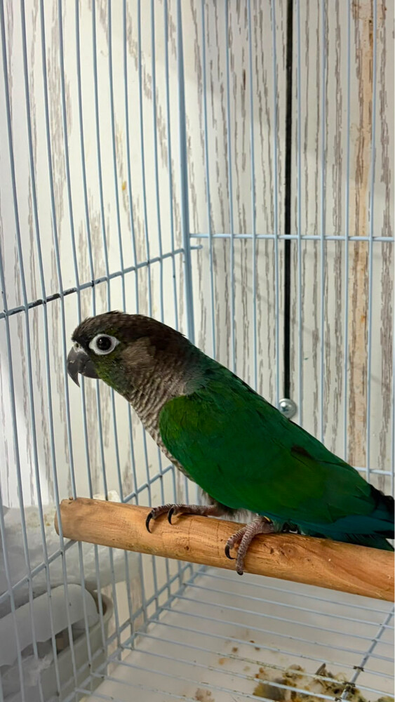 Turquoise Cheeck Conure  - 3
