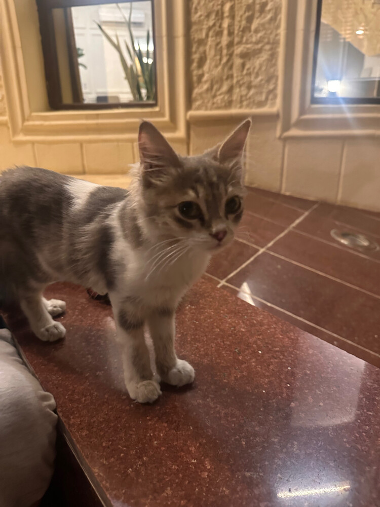 Male Kitten  - 2