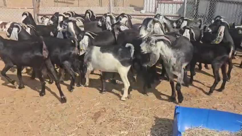 معزه عوارض طيبه - 1