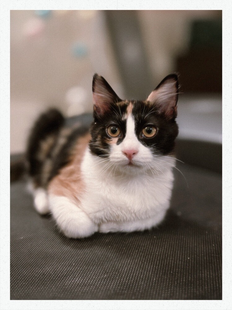 cats for adoption - 2