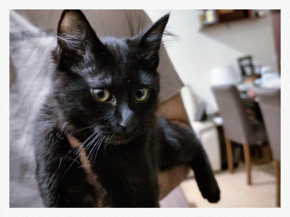cats for adoption - 6