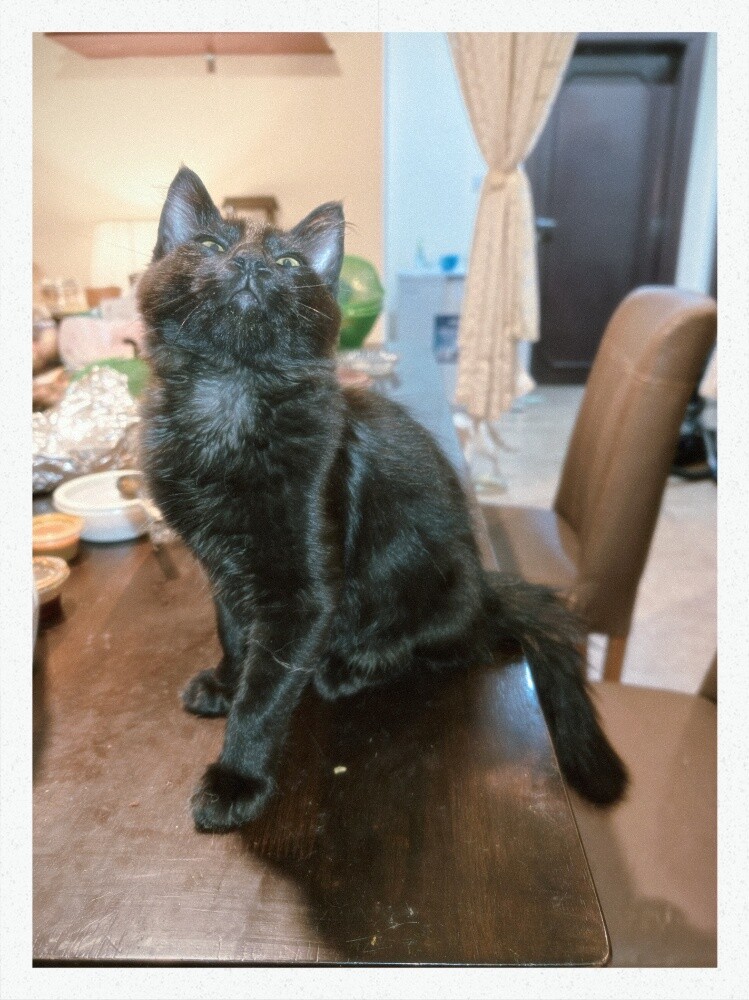 cats for adoption - 5