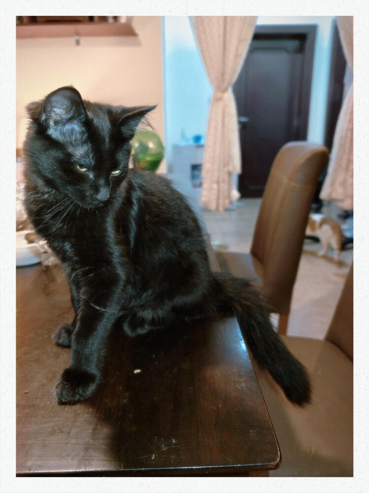 cats for adoption - 4