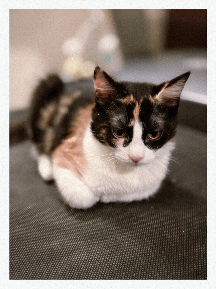 cats for adoption - 3
