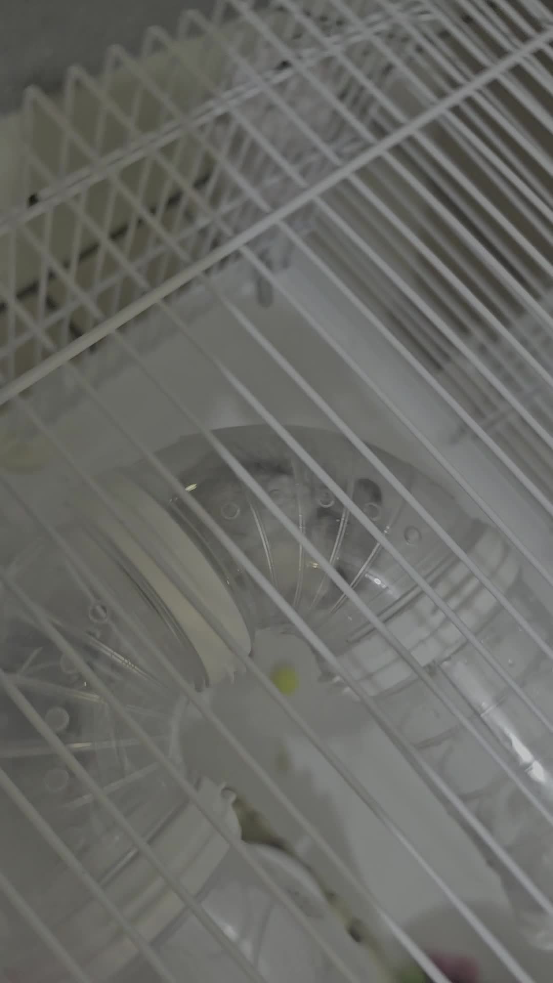 hamster cage - 8