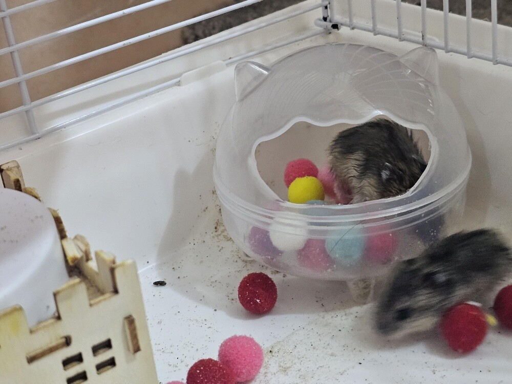 hamster cage - 2
