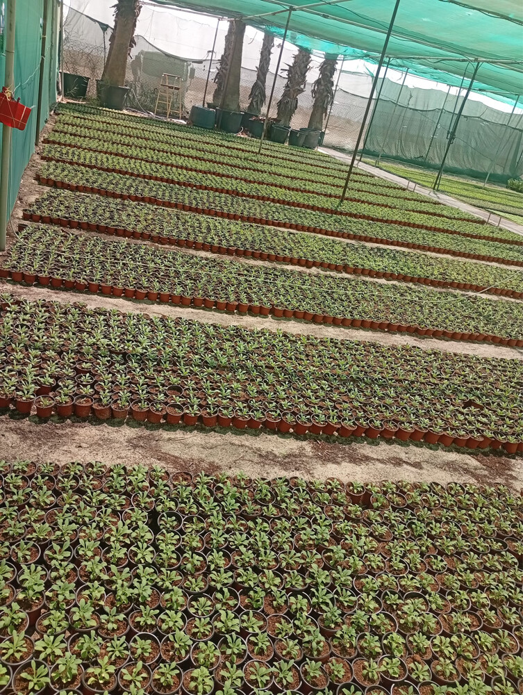 Professional Landscaping - 7