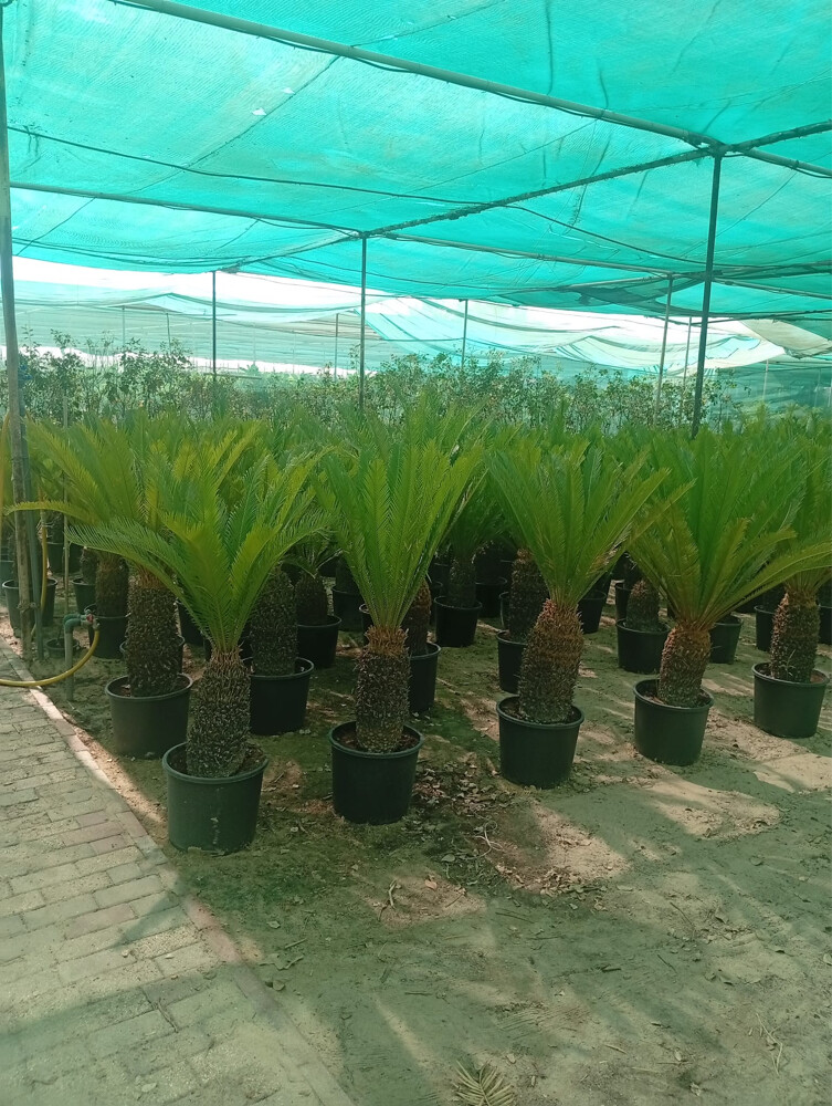 Professional Landscaping - 8